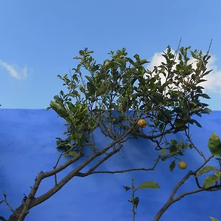 Lemon Tree Hostel Areia Branca